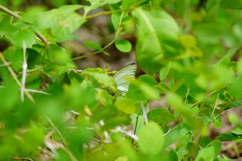 Mariposa blanca gigante