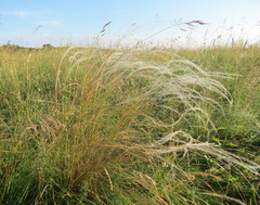 Stipa tirsa