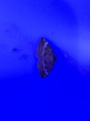 Perizoma alchemillata