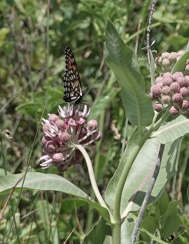 Regal Fritillary