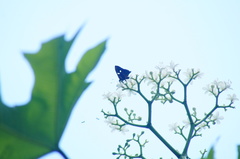 Anteros carausius carausius