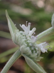 Pycnanthemum californicum