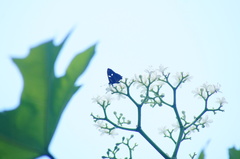 Anteros carausius carausius