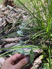 Pycnanthemum californicum
