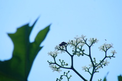 Anteros carausius carausius