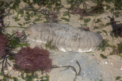 Holothuria scabra