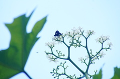 Anteros carausius carausius