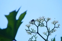 Anteros carausius carausius