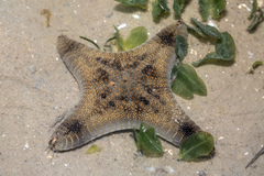 Goniodiscaster scaber