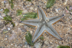 Astropecten indicus