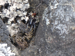 Castianeira walsinghami