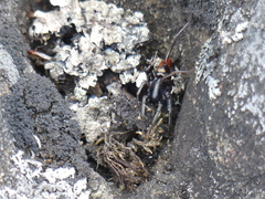 Castianeira walsinghami