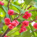 Syzygium samarangense - Photo Ningún derecho reservado, subido por 葉子