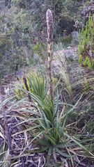 Puya nitida