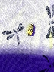 Phalonidia memoranda