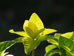 Pseuderanthemum maculatum