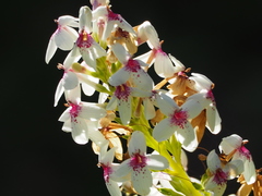 Pseuderanthemum maculatum