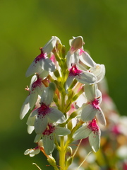 Pseuderanthemum maculatum