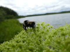 Bombus patagiatus