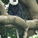 White-thighed Colobus - Photo (c) ONG ODDB, some rights reserved (CC BY-NC-ND), uploaded by ONG ODDB