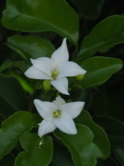 Murraya omphalocarpa