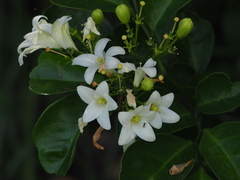 Murraya omphalocarpa