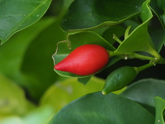Murraya omphalocarpa