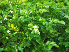 Murraya omphalocarpa