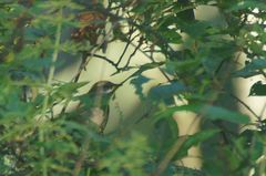 Helopsaltes fasciolatus