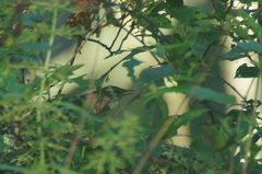 Helopsaltes fasciolatus