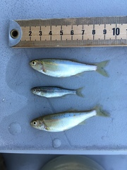 Richardsonius balteatus