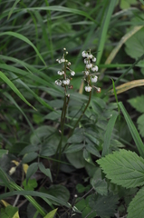 Pyrola media