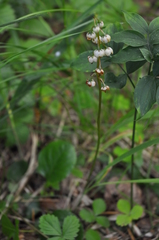 Pyrola media