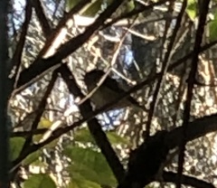 Sericornis frontalis