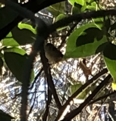 Sericornis frontalis