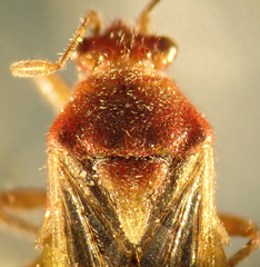 Arhyssus lateralis