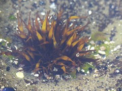 Prionitis lanceolata