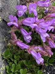 Penstemon fruticosus