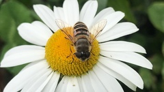 Eristalis cerealis