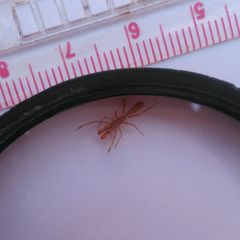 Myrmarachne clavigera