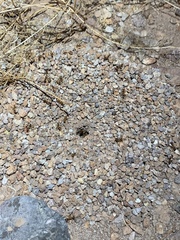 Myrmecocystus mexicanus