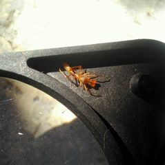 Myrmarachne clavigera