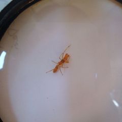 Myrmarachne clavigera