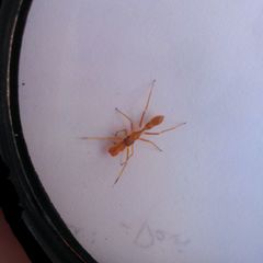 Myrmarachne clavigera