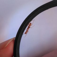 Myrmarachne clavigera