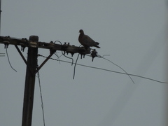 Patagioenas picazuro