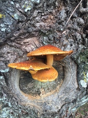 Pholiota glutinosa