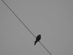 Falco sparverius