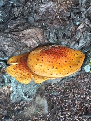Pholiota glutinosa