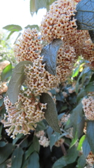 Buddleja auriculata